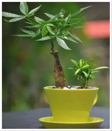 發(fā)財(cái)樹