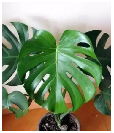 龜背竹