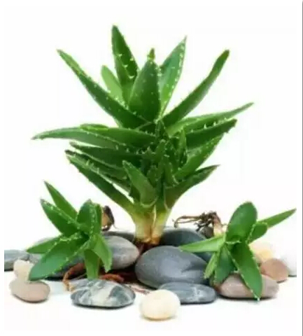 蘆薈