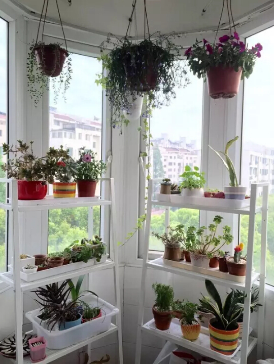 花兒陽臺